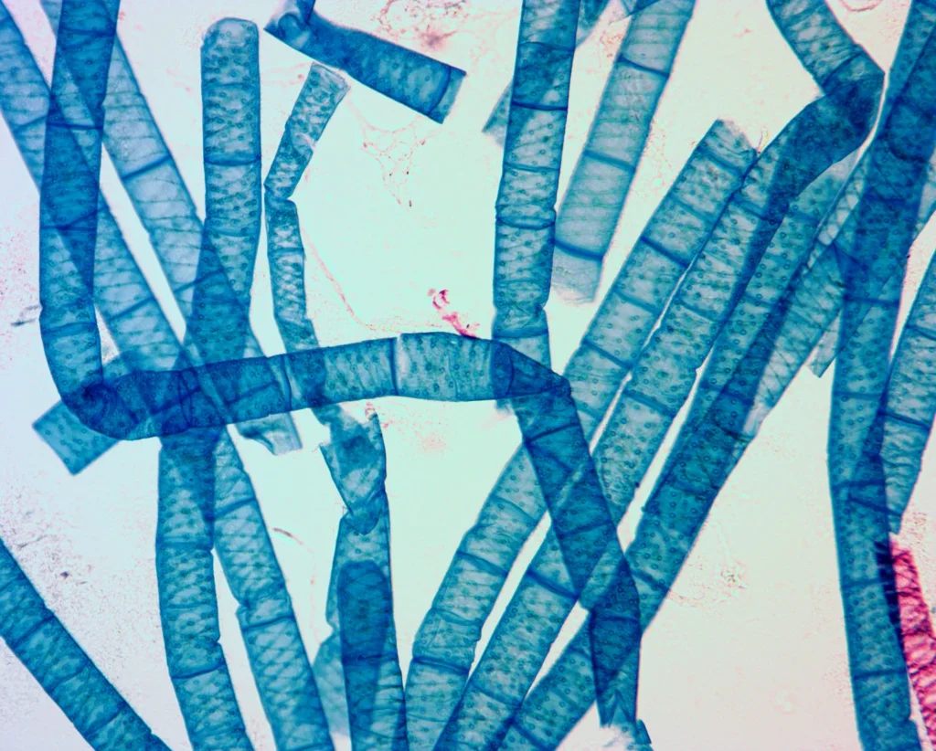 Видеоокуляр ToupCam 14.0 MP