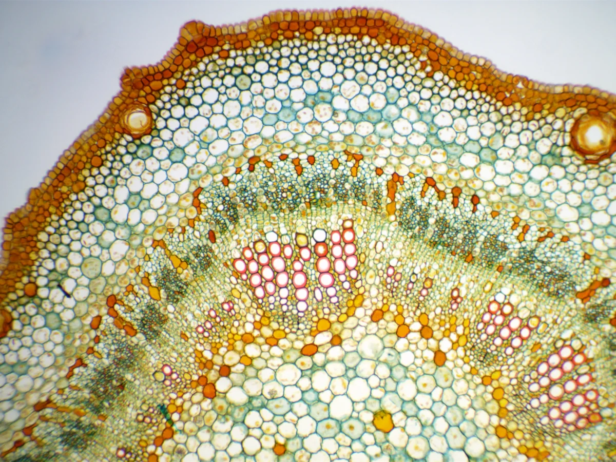 Видеоокуляр ToupCam 3.1 MP