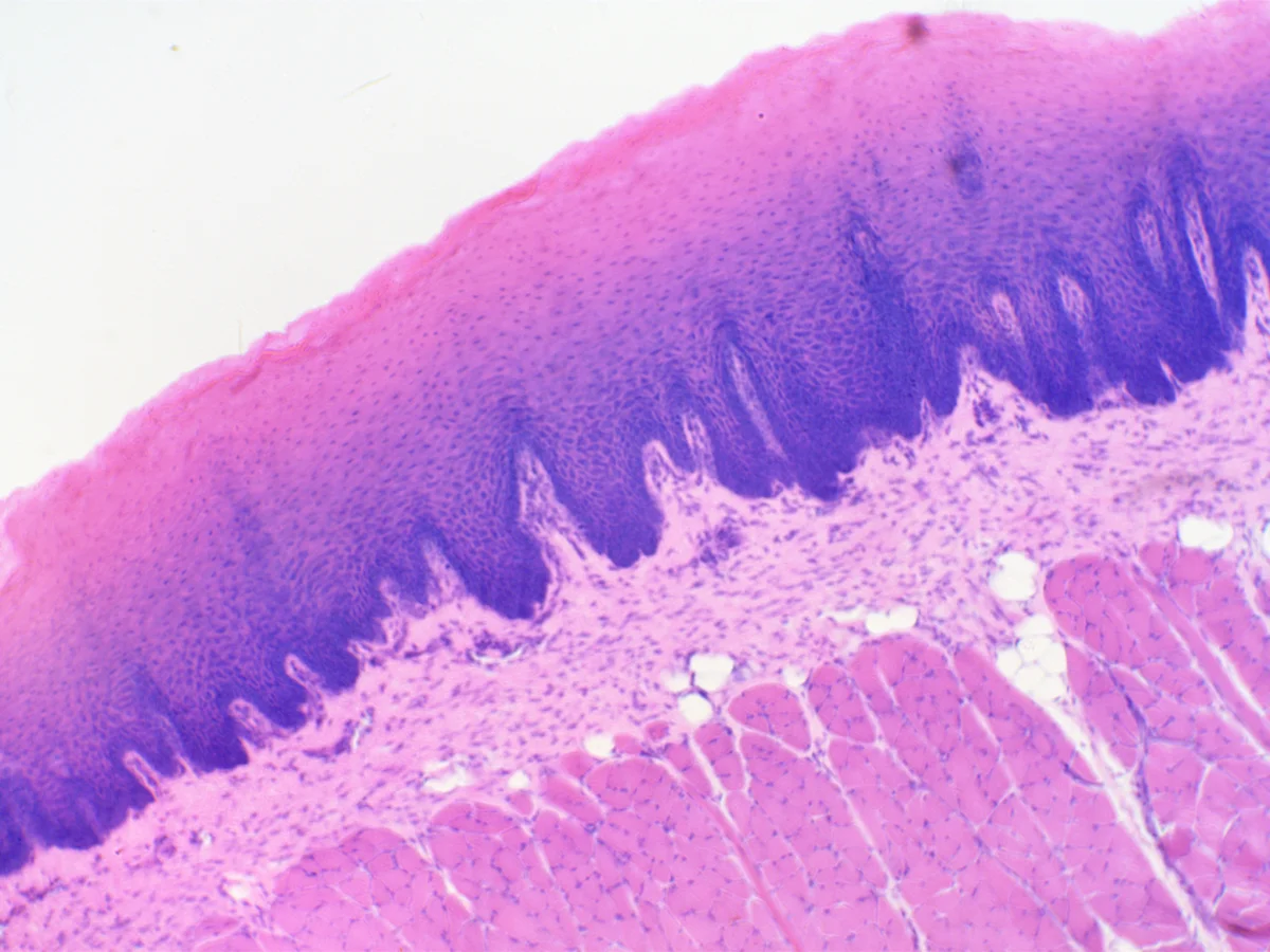 Видеоокуляр ToupCam 3.1 MP