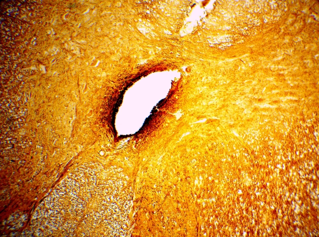 Видеоокуляр ToupCam 5.0 MP CCD