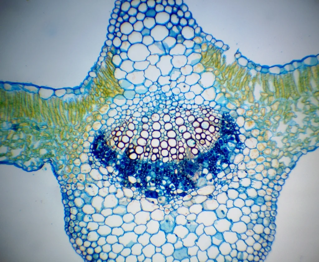 Видеоокуляр ToupCam 5.0 MP CCD