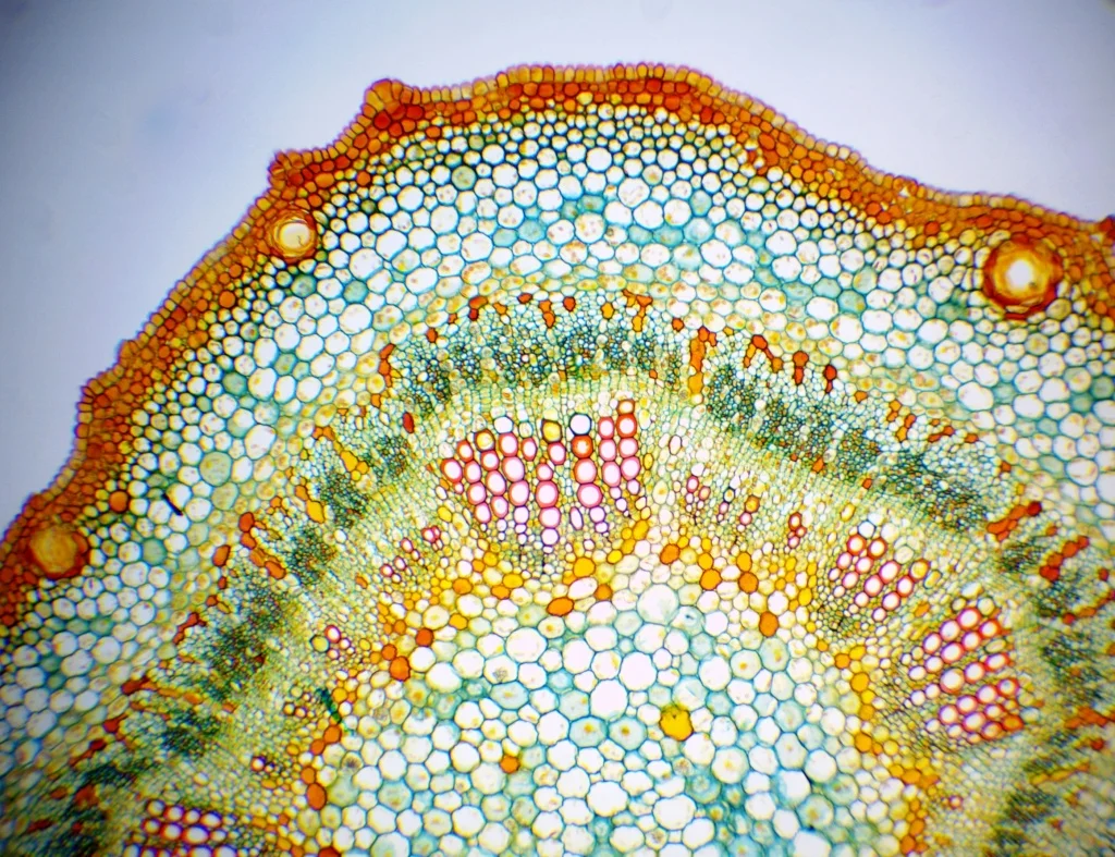 Видеоокуляр ToupCam 5.0 MP CCD