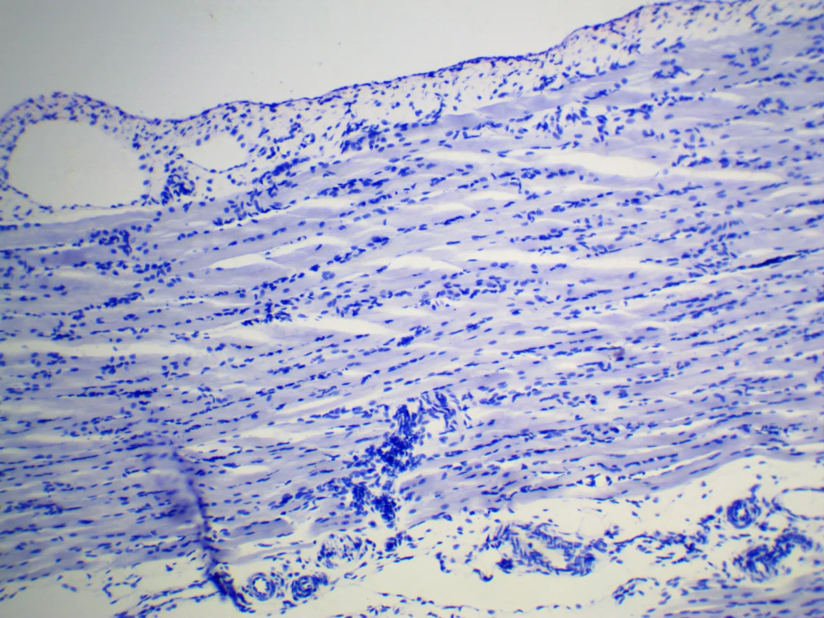 Видеоокуляр ToupCam 5.1 MP