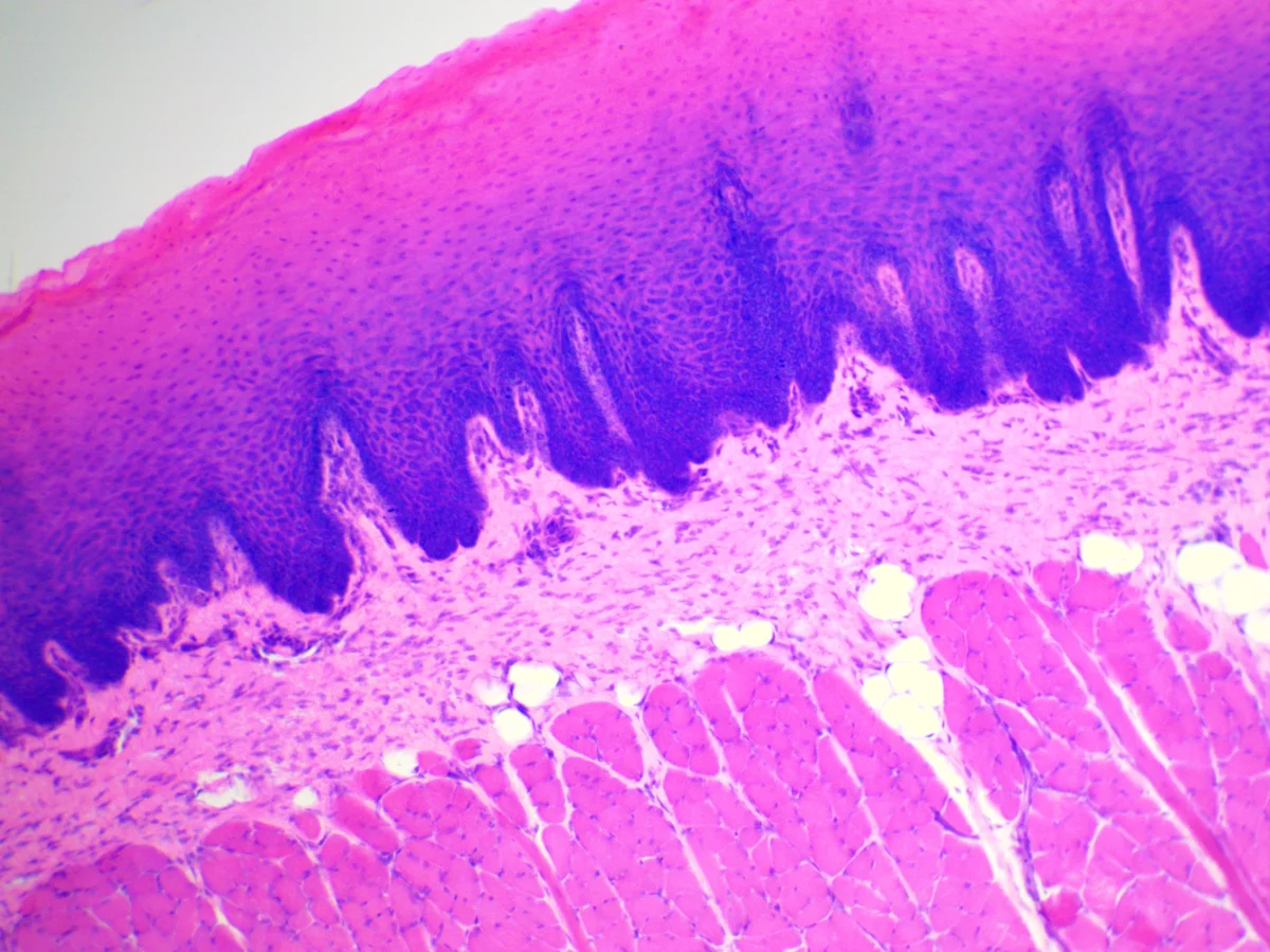Видеоокуляр ToupCam 5.1 MP