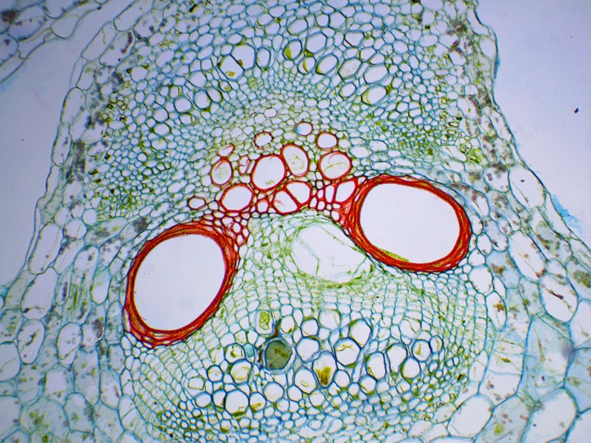 Видеоокуляр ToupCam 5.1 MP