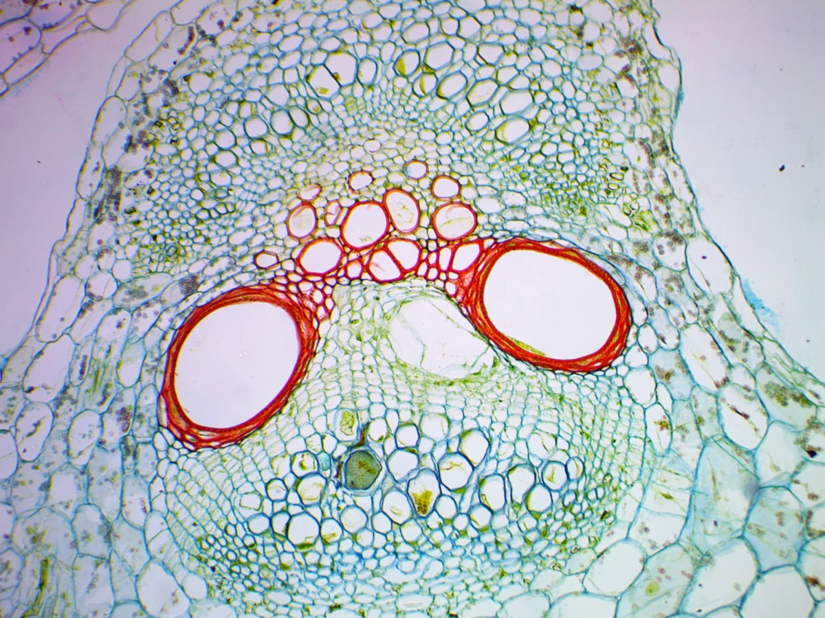 Видеоокуляр ToupCam 9.0 MP
