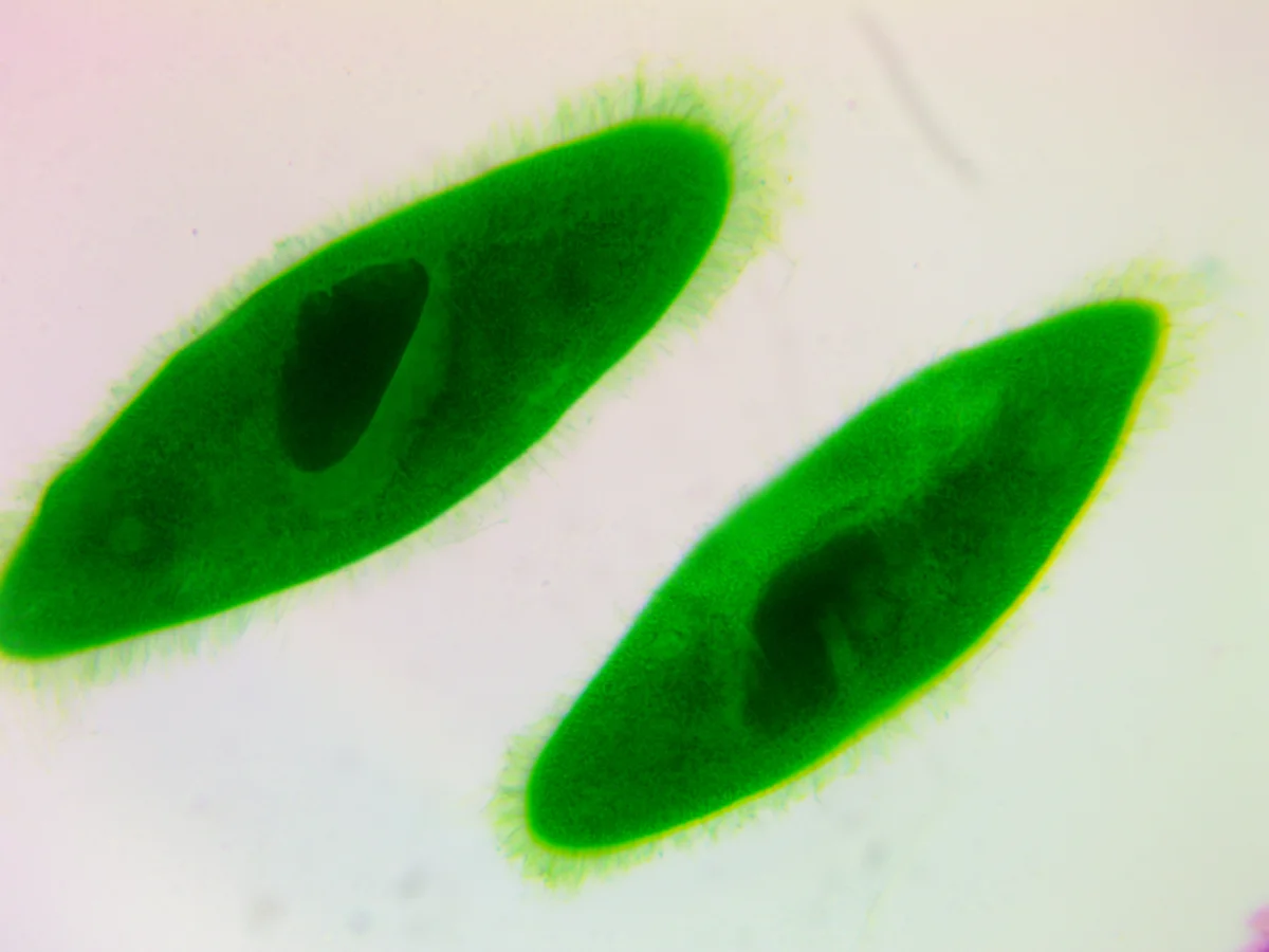 Видеоокуляр ToupCam 9.0 MP