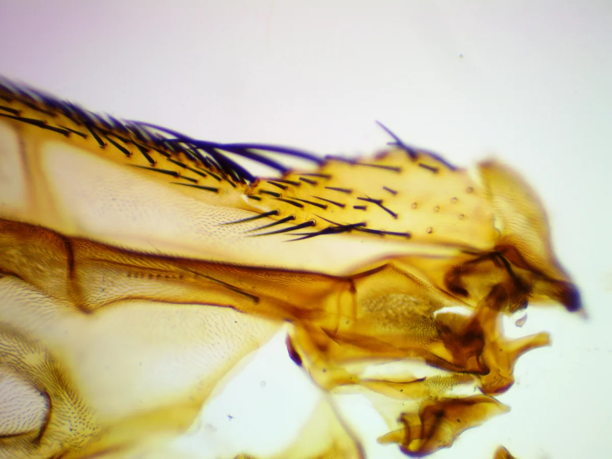 Видеоокуляр ToupCam 9.0 MP