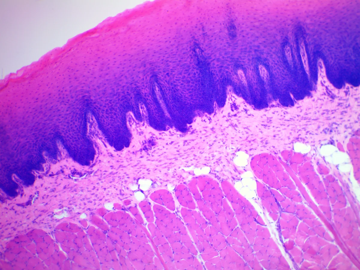 Видеоокуляр ToupCam 9.0 MP