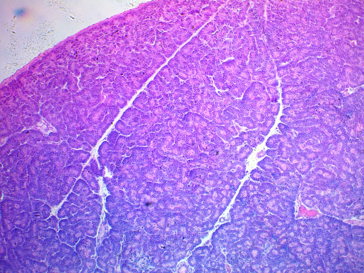 Видеоокуляр ToupCam 9.0 MP