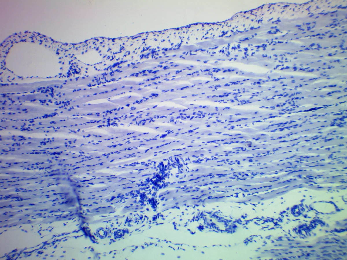 Видеоокуляр ToupCam 9.0 MP