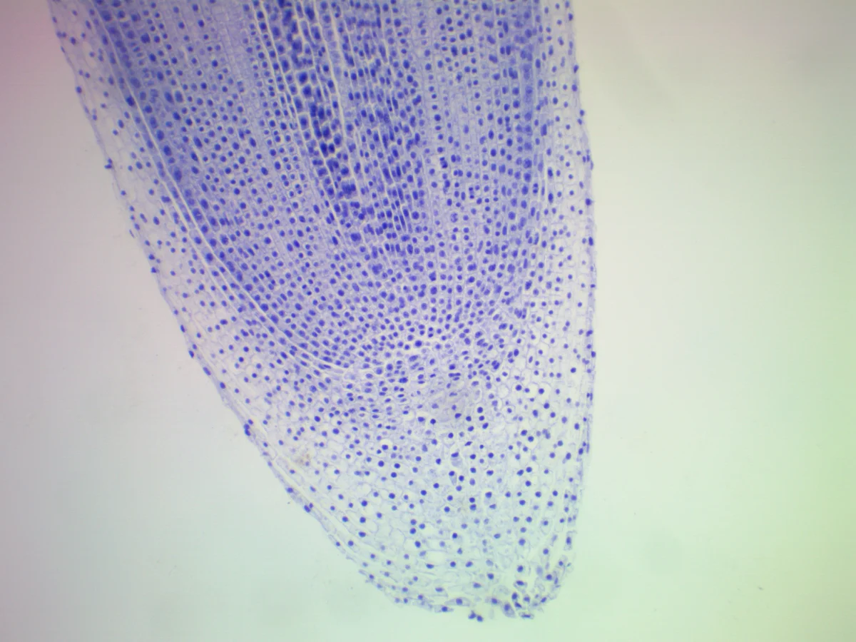 Видеоокуляр ToupCam 9.0 MP