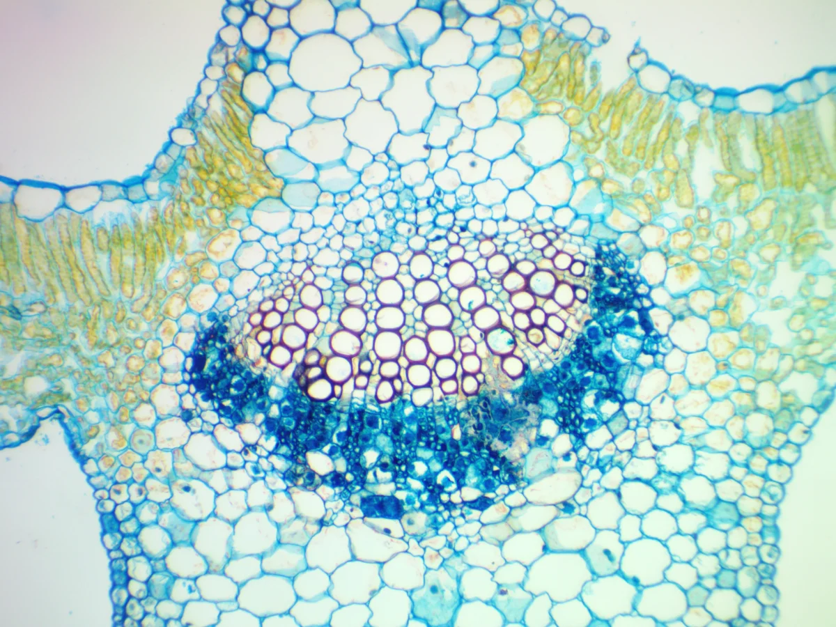 Видеоокуляр ToupCam 9.0 MP