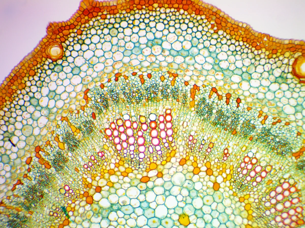 Видеоокуляр ToupCam 9.0 MP