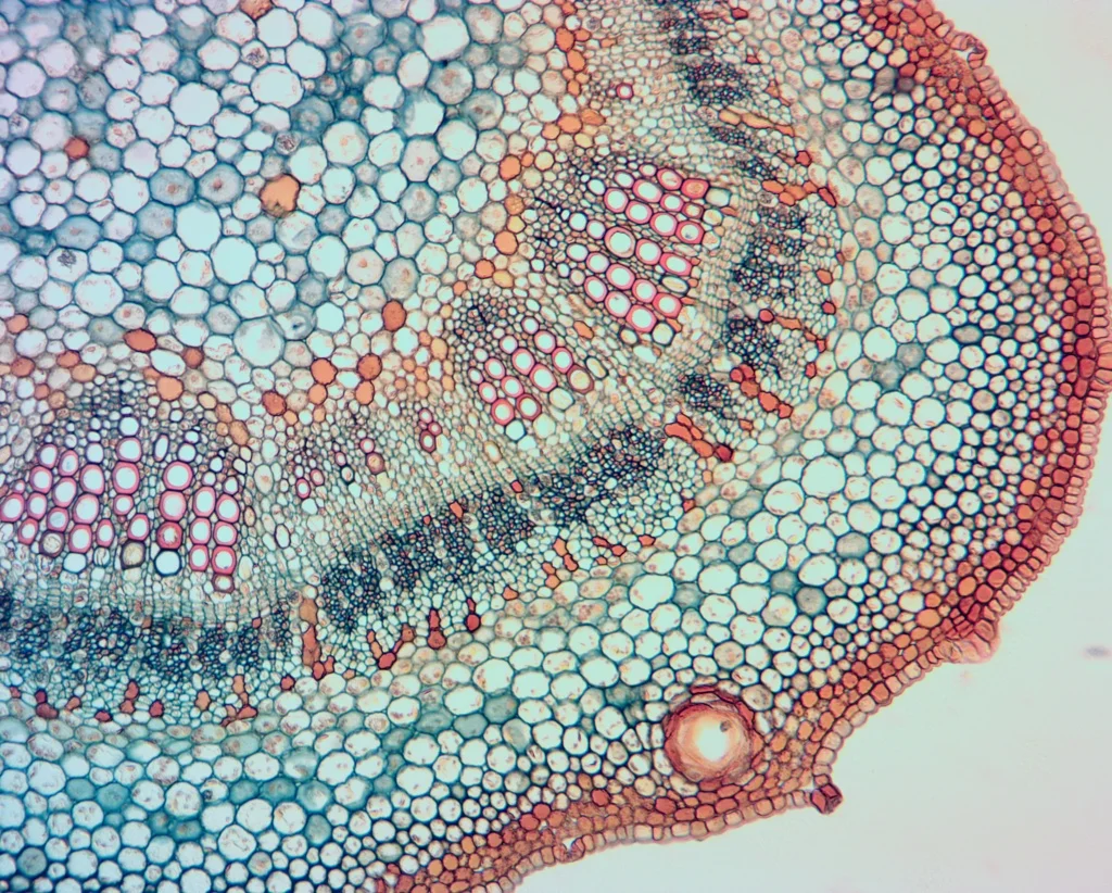 Видеоокуляр ToupCam UCMOS14000KPA