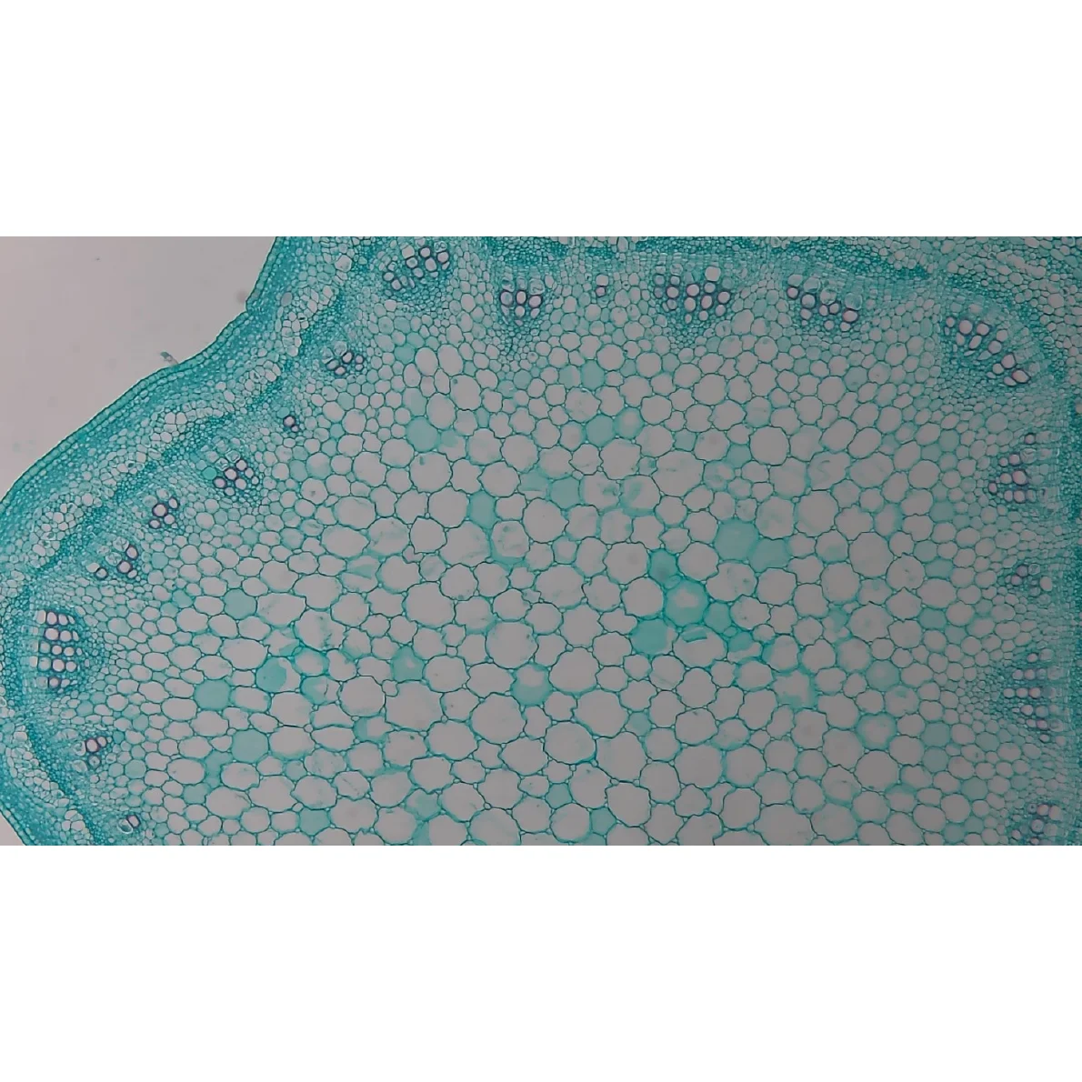 Видеоокуляр ToupCam XCAMLITE1080PA HDMI