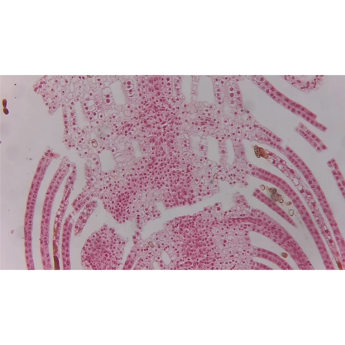 Видеоокуляр ToupCam XCAMLITE1080PA HDMI